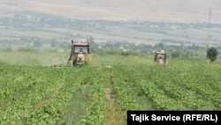 Tajik tractor drivers spread fertilizers over cotton fields in the Yovon district as part of a Chinese agricultural project. The tractor drivers say that they do not know what kind of fertilizer is used.