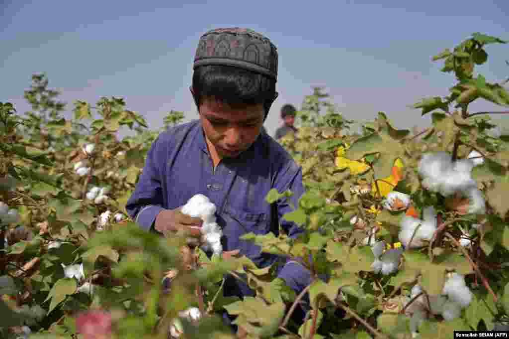 An Afghan boy harvests cotton in a field in the Daman district of Kandahar Province.