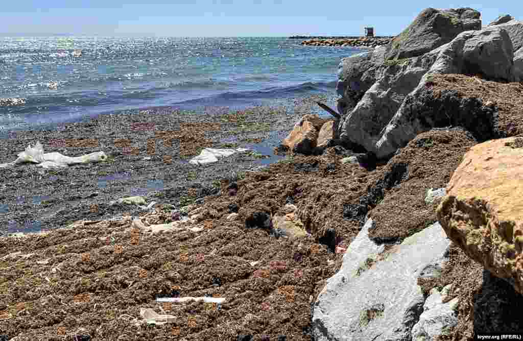 Там морские волны выбрасывают скопившиеся в бухте водоросли