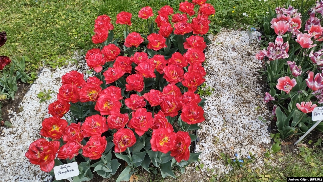 Lalelele sunt printre primele flori care înfloresc primăvara. Se potrivesc atât într-o grădină decorativă, dar și în gradina de zarzavaturi. 