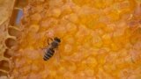 Honey - Romania