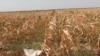 A field of withered maize plants near Buryl village, Baizak district, Zhambyl Province, during the severe drought on August 28.