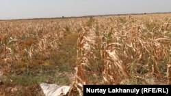 A field of withered maize plants near Buryl village, Baizak district, Zhambyl Province, during the severe drought on August 28.