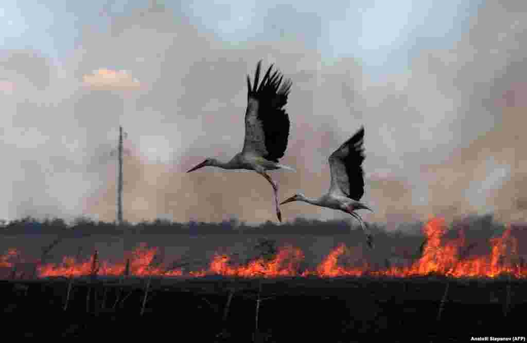 Storks fly over a burning field near the town of Snihurivka, in Ukraine&#39;s Mykolayiv region, amid Russia&#39;s invasion of Ukraine.