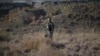 A Pakistani soldier stands guard near the border with Afghanistan. (file photo)