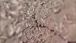 Сурхондарёда юз минглаб балиқ нобуд бўлди