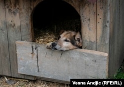 U azilu za pse Riska u Beogradu za RSE su naveli da je za ishranu psa potrebno oko 10 evra mesečno
