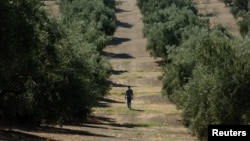 Poljoprivreda je jedan od sektora industrije koji je najteže pogođen klimatskim promjenama. Španski maslinar u svom maslinjaku, septembar 2023. 