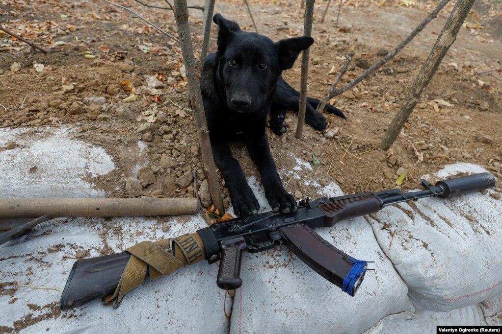 Odin, një qen që jeton me ushtarët ukrainas, pushon pranë një pushke AK-74 pranë vijës së frontit në rajonin e Mikolajivit, më 21 tetor 2022.