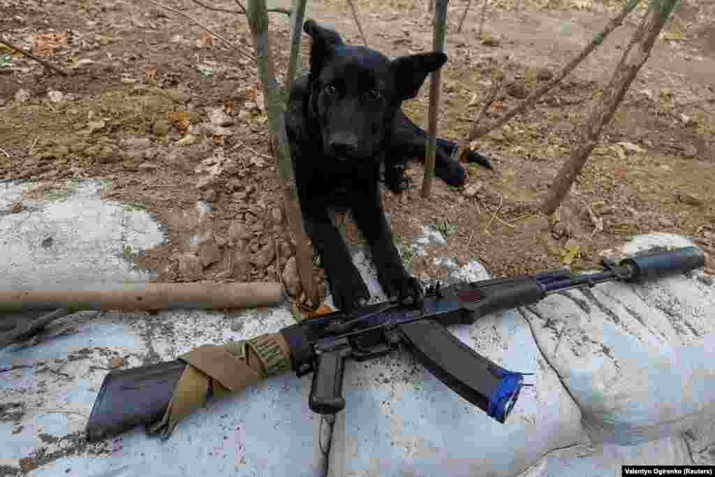 Odin, a dog who lives with Ukrainian soldiers, relaxes next to an AK-74 assault rifle near the front line in the Mykolayiv region on October 21, 2022.