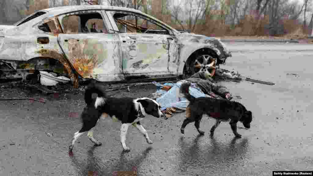 Dogs walk near a burned-out car and the body of a Ukrainian civilian in Nova Basan on April 1, 2022.