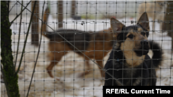 Câini la adăpostul de animale „Ulubele” din suburbia orașului Riga