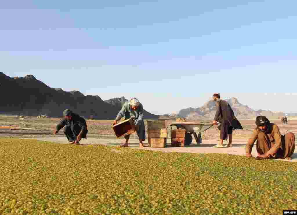 Afgán munkások terítik ki a szőlőt száradni. A szovjet-afgán háború kitörése előtt, az 1970-es évek végén Afganisztán a világ mazsolapiacának hatvan százalékát adta. A konfliktus évei azonban jelentősen csökkentették a mezőgazdasági termelést. Ma Afganisztánnak az élelmiszerellátás bizonytalanságával, az éghajlatváltozással, a nemzetközi segélyek hiányával kell szembenéznie &nbsp; 