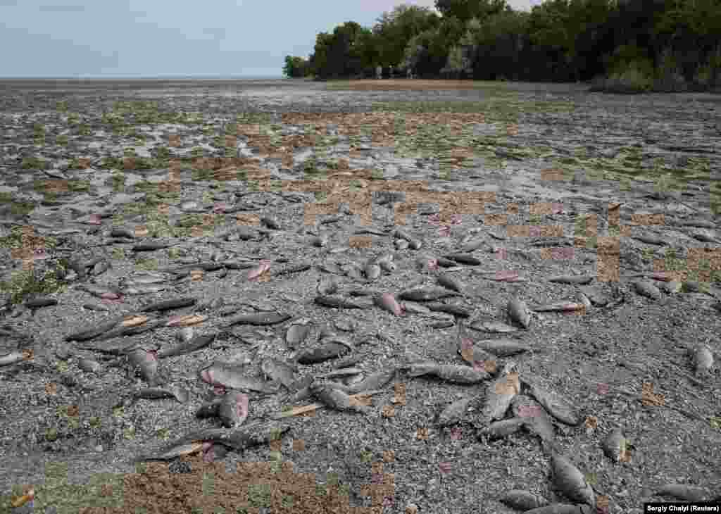 Dead fish are seen on the drained bottom of the Nova Kakhovka reservoir. For every flooded home, there are fields of newly planted grains, fruits, and vegetables whose irrigation canals are now drying out.&nbsp;&nbsp;