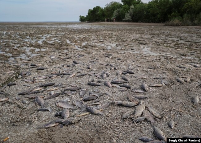 Peshqit e ngordhur shihen në fund të rezervuarit të Nova Kahovkas disa ditë pas shpërthimit të digës.