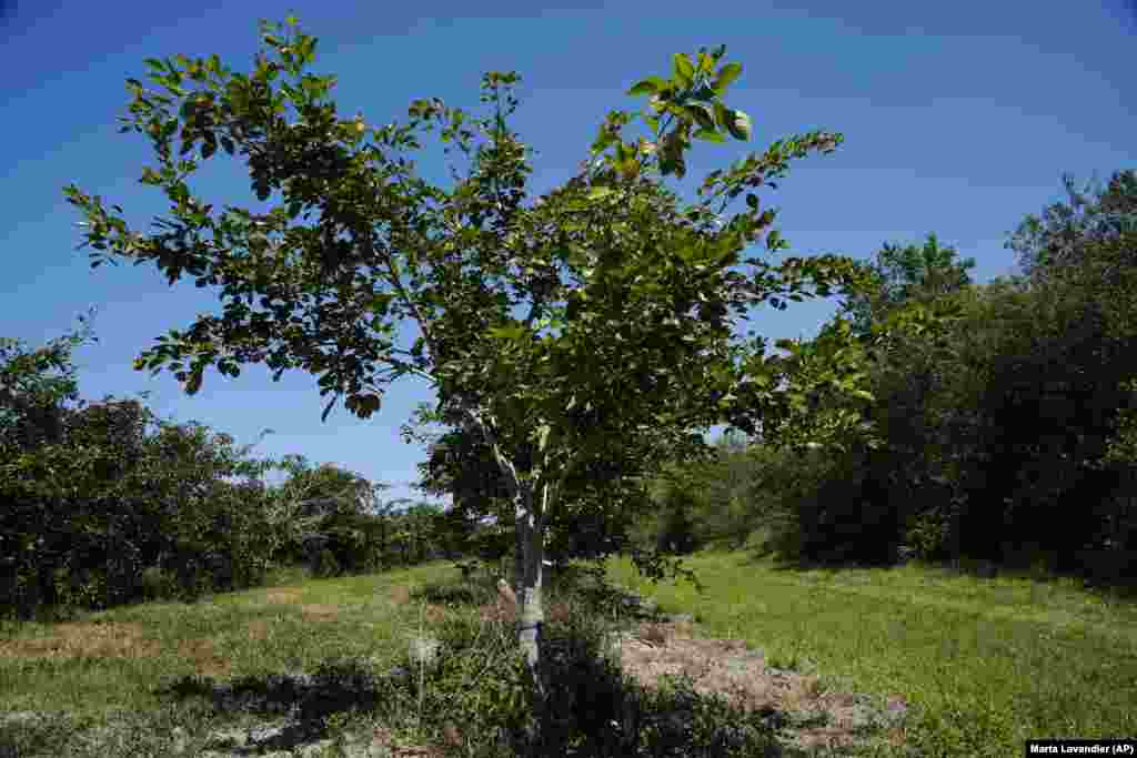 Për shumë vite, pongamia është përdorur si pemë hijerëndë, që prodhon bishtaja &ndash; kokrra të vogla ngjyrë kafeje &ndash; të cilat janë aq të hidhura, saqë as derrat e egër nuk i hanë.