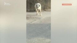 Жители Туркменабада стали свидетелями убийства собак