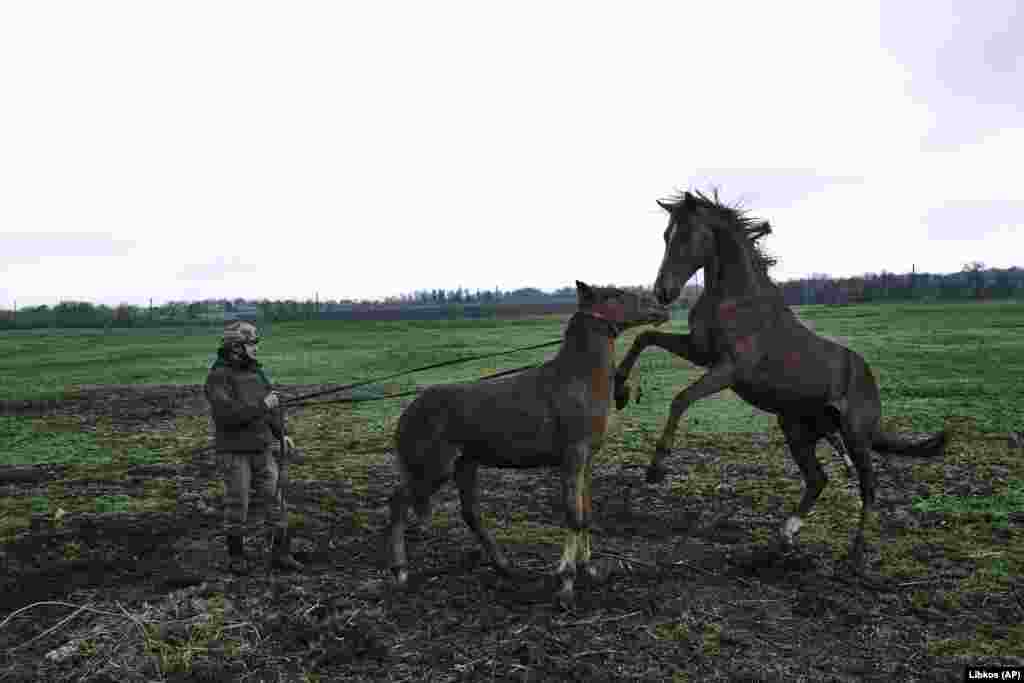 Un soldat ucrainean pregătește caii pentru evacuare. &nbsp;