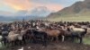 Талас: кыргыз-казак чек арасындагы мал аткезчилиги 