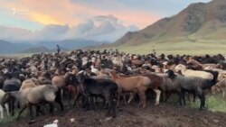 Талас: кыргыз-казак чек арасындагы мал аткезчилиги 