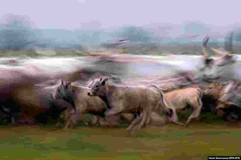 Krdo mađarskih sivih goveda je poterano iz svog zimskog staništa na letnji pašnjak na travnjaku Nacionalnog parka Hortobađ, na severoistoku Mađarske. &nbsp;