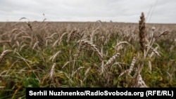 Заборона на постачання пшениці, кукурудзи, ріпаку та насіння соняшнику з України до пʼяти країн – Болгарії, Угорщини, Польщі, Румунії та Словаччини – мала тривати до 5 червня