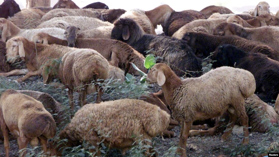د خیبر سیمې خلک په ځانګړې توګه لوی اختر کې له افغانستانه پسونه یا ګډان ور وړي.
