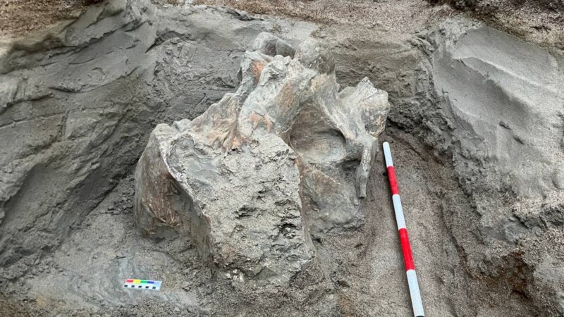 В Иссык-Кульской области нашли кости мамонта