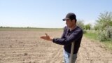 В прошлом году из-за нехватки воды часть посевов в Джаббор Расуловском районе высохла, а плоды на деревьях опали недозревшими