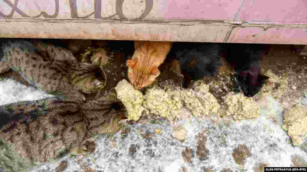 Mačke su dobile svoj ručak. &nbsp;