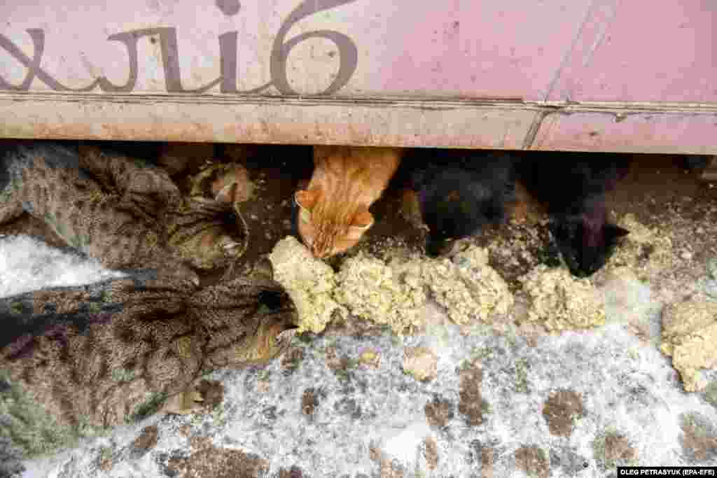 Pisici flâmânde se îngrămădesc după hrană.