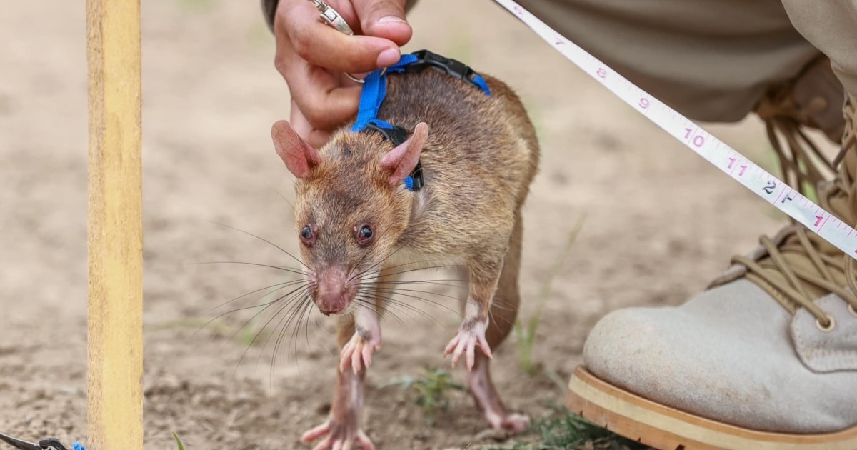 トップス rat-land0130 Ratting Out Land Mines: The African Rodents Set To Clear Nagorno