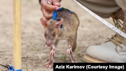 Azerbaijan -- African giant-pouched rats sniff for landmines in Azerbaijan. 