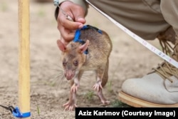 A rat lowered onto Azerbaijani soil to begin a "sweep."