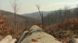 Timber in a natural reserve in Hungary