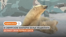 Новорождённые белые медвежата вышли на первую прогулку в зоопарке Якутска