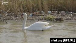 Hattyú a Tisza-tavon, háttérben lakossági hulladékkal