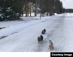 Собаки Елены в Финляндии