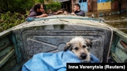 Волонтеры эвакуируют собаку из затопленного района Херсона на 8-й день после разрушения Каховской плотины. Херсон, 12 июня 2023 года