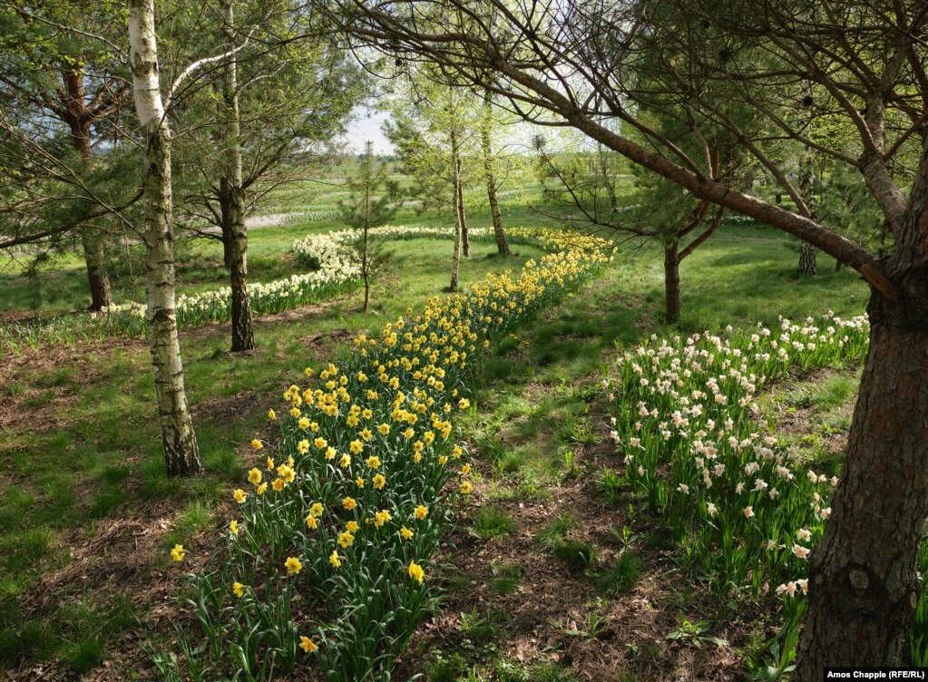 Lulet Daffodils në një pjesë me drunj në Dobropark.