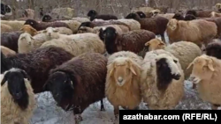 Çöldäki mal sürüsi. Türkmenistan (arhiw suraty).