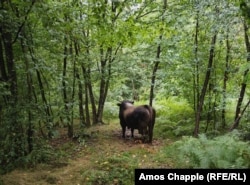 A bull awaits its time to fight in the forest around the corral on Popovic Hill.