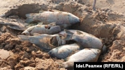 Мёртвую рыбу, обнаруженную экоактивистом на берегу особо охраняемой природной территории, сотрудники Минэкологии РТ забрать для исследований отказались.