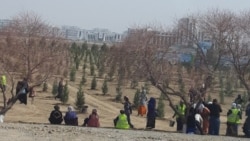 Diňle: Ýylda millionlarça düýp bag ekilýän Türkmenistanda baglary suwarmak býujetçileriň ‘üstüne ýüklenýär’