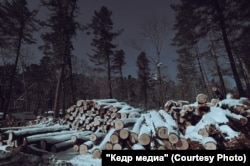 Заготовка древесины в заказнике Бирский, Хабаровский край. Февраль 2022 года