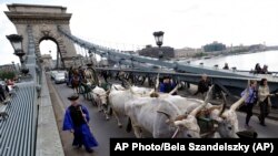 Szürkemarhák saját koleszterinszegény húsuk promóciós turnéján a budapesti Lánchídon 2008-ban 