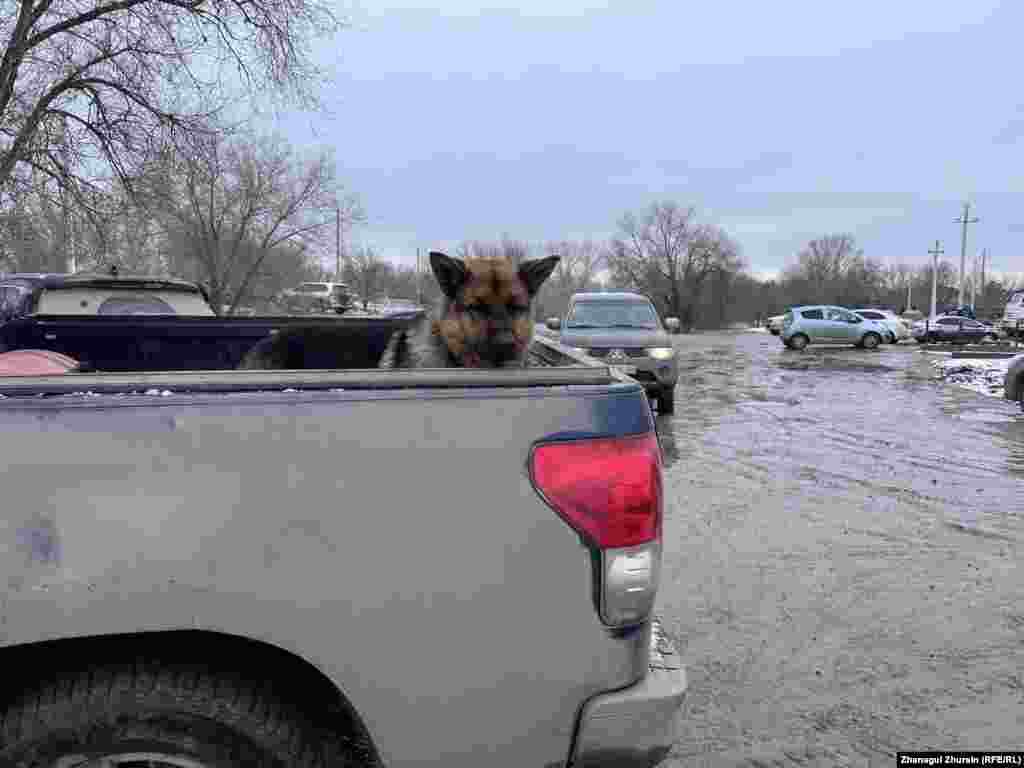  Вывезенная из зоны подтопления собака ждёт хозяина в машине&nbsp; 