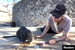 Aktivisti žele da nastave da hrane kolonije mačaka na ostrvu i krive ekologe jer daju prednost jednoj životinjskoj vrsti u odnosu na drugu.