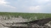 Каховське водосховище висохло та заросло травою, серпень 2023 року 