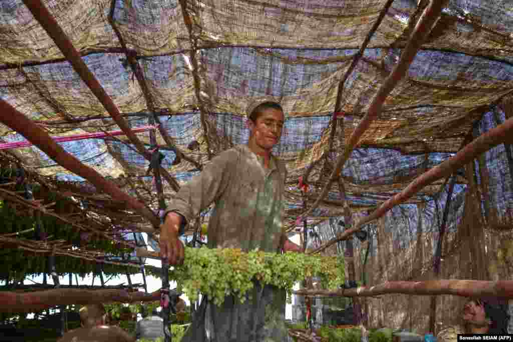 An Afghan farmer places fresh grapes inside a drying tent in the Panjwai district of Kandahar Province.&nbsp;